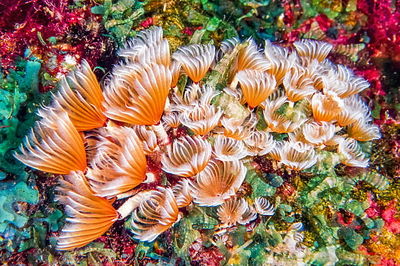 Bispira Brunnea