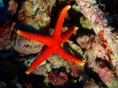 Fromia pacifica