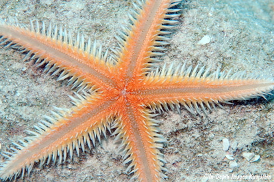 Astropecten polyacanthus