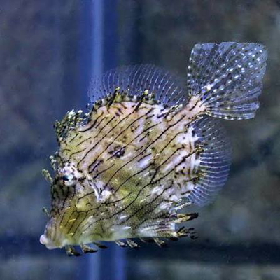 Chaetoderma pencilligera
