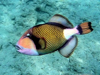 Balistoides viridescens