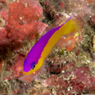 Pictichromis diadema