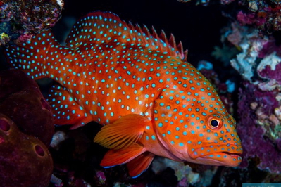 Cephalopholis miniata (HYBRID)