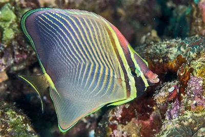 Chaetodon triangulum