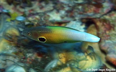 Labropsis alleni