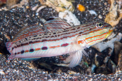 Valenciennea mularis