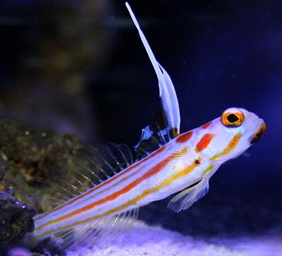 Stonogobiops yasha