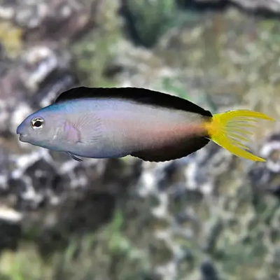 Meiacanthus mossambicus