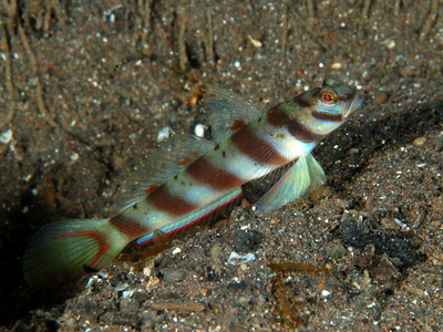 Amblyeleotris steinitzi