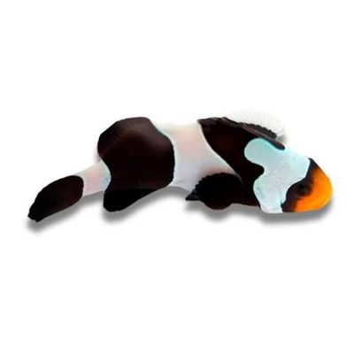 Amphiprion ocellaris - BLACK GLADIATOR