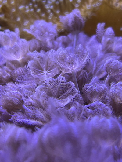 Xenia Elongata