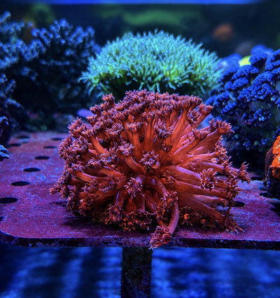 Goniopora Spp - Flower Pot Long Tentacle Red Metallic - SM-MED