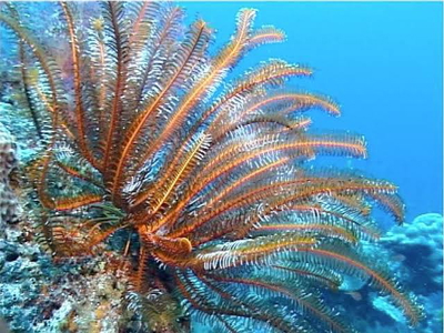 Oxycomanthus bennetti