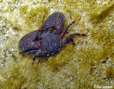 Petrolisthes sp.