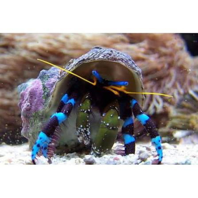 Calcinus elegans