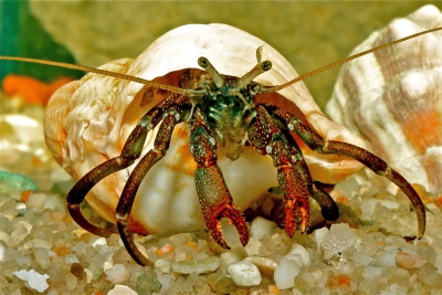 Clibanarius africanus