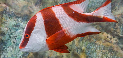 Lutjanus sebae