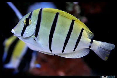 Acanthurus triostegus