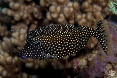 Ostracion meleagris