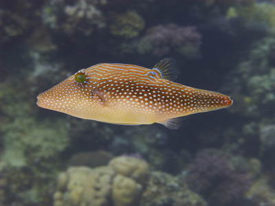 Canthigaster margaritata
