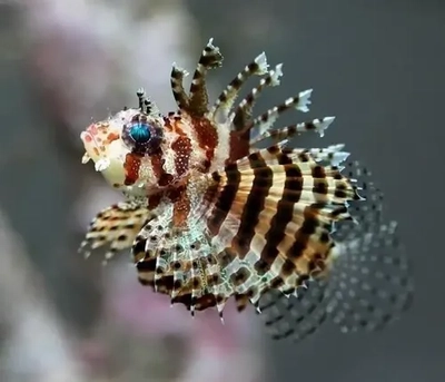 Dendrochirus brachypterus