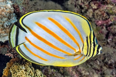 Chaetodon ornatissimus