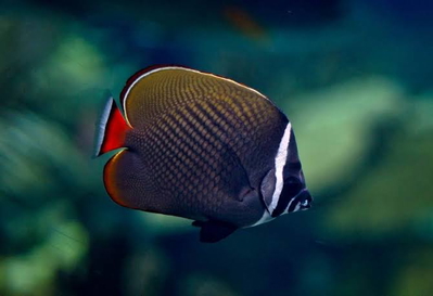 Chaetodon collare
