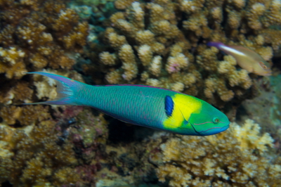 Thalassoma amblycephalus