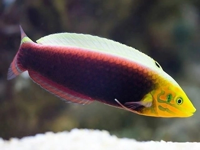 Halichoeres iridis