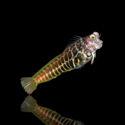 Salarias segmentatus