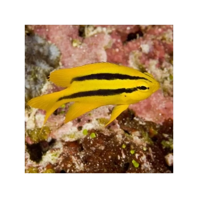 Neoglyphidodon nigroris