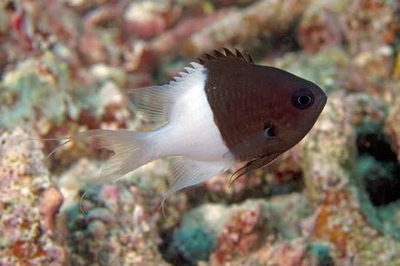 Chromis iomelas