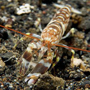Alpheus bellulus