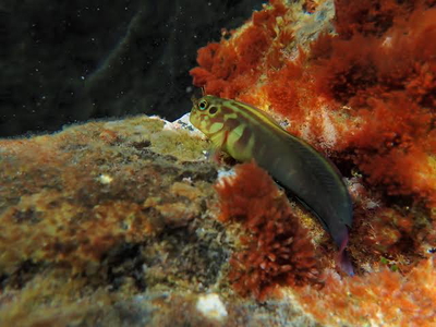 Ophioblennius atlanticus
