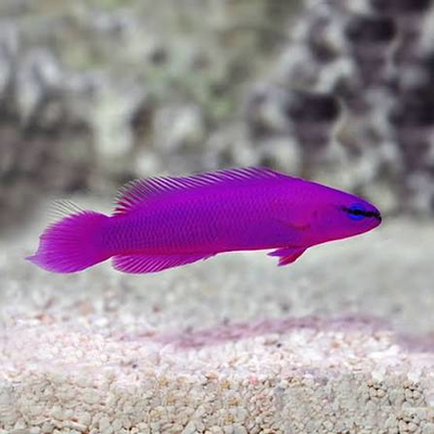 Pseudochromis fridmani