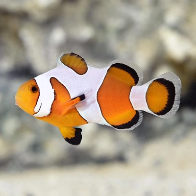 Amphiprion ocellaris - FANCY