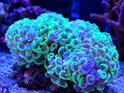Euphyllia Áncora Green
