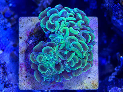 Euphyllia Áncora Green S