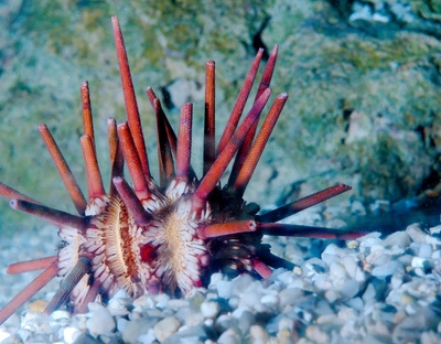 Eucidaris tribuloides
