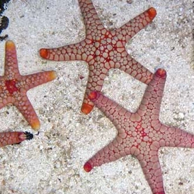 Fromia elegans