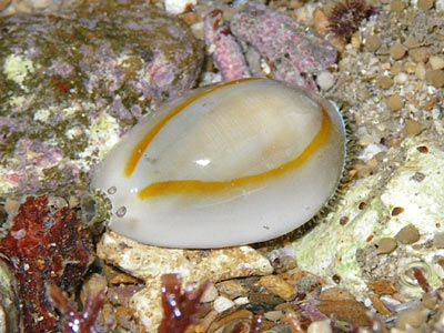 Monetaria anulus