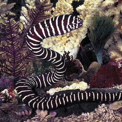 Echidna zebra