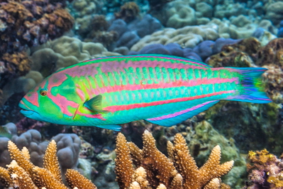 Thalassoma purpureum