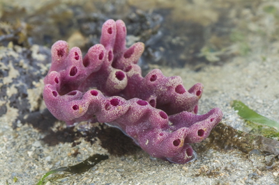 Haliclona sp