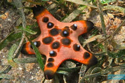 Protoreaster nodosus