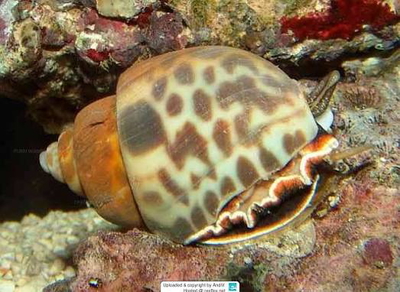 Babylonia spirata
