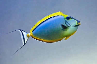 Naso elegans