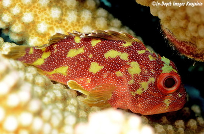 Sebastapistes cyanostigma