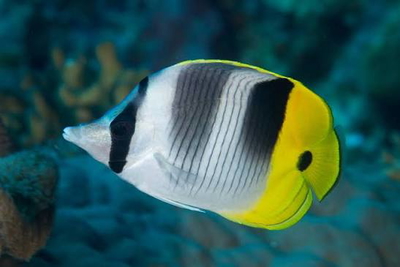Chaetodon ulietensis