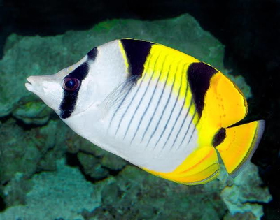 Chaetodon falcula